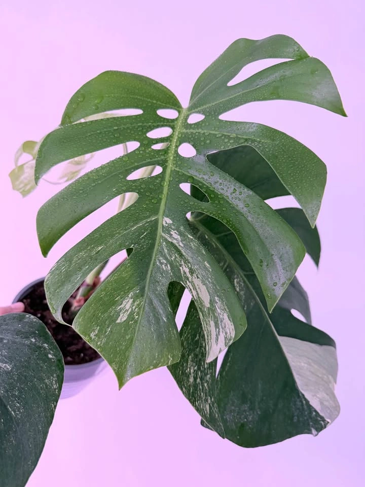 MONSTERA ALBO - photo 3