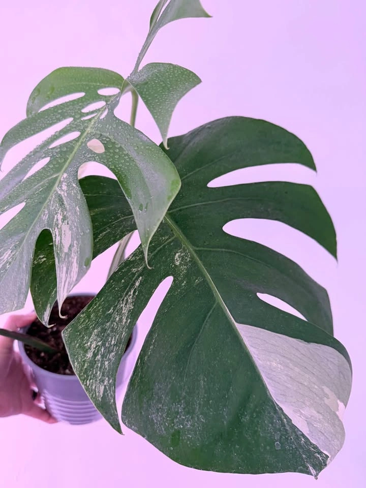 MONSTERA ALBO - photo 4