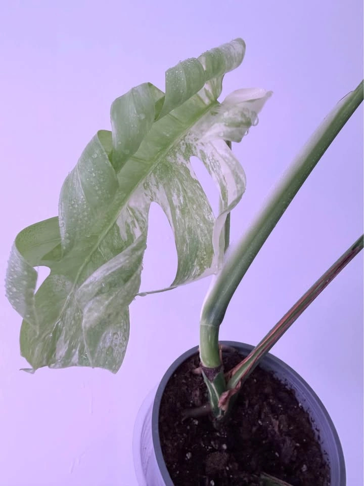 MONSTERA ALBO - photo 5