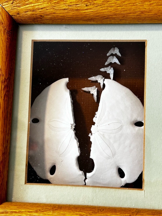 Vintage Sand Dollar Wall Art - photo 3