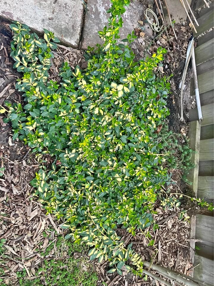 Hardy Variegated Euonymus – (Emerald ’n Gold)@Mississauga