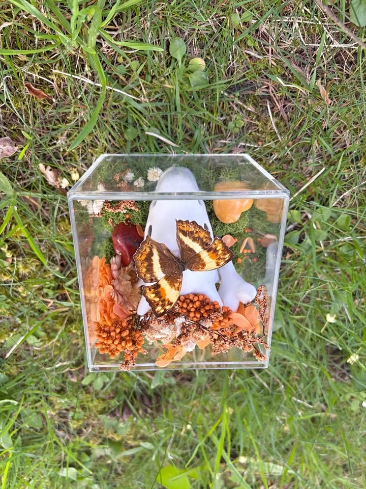 Butterfly Terrarium - Pokemon Skull - photo 2