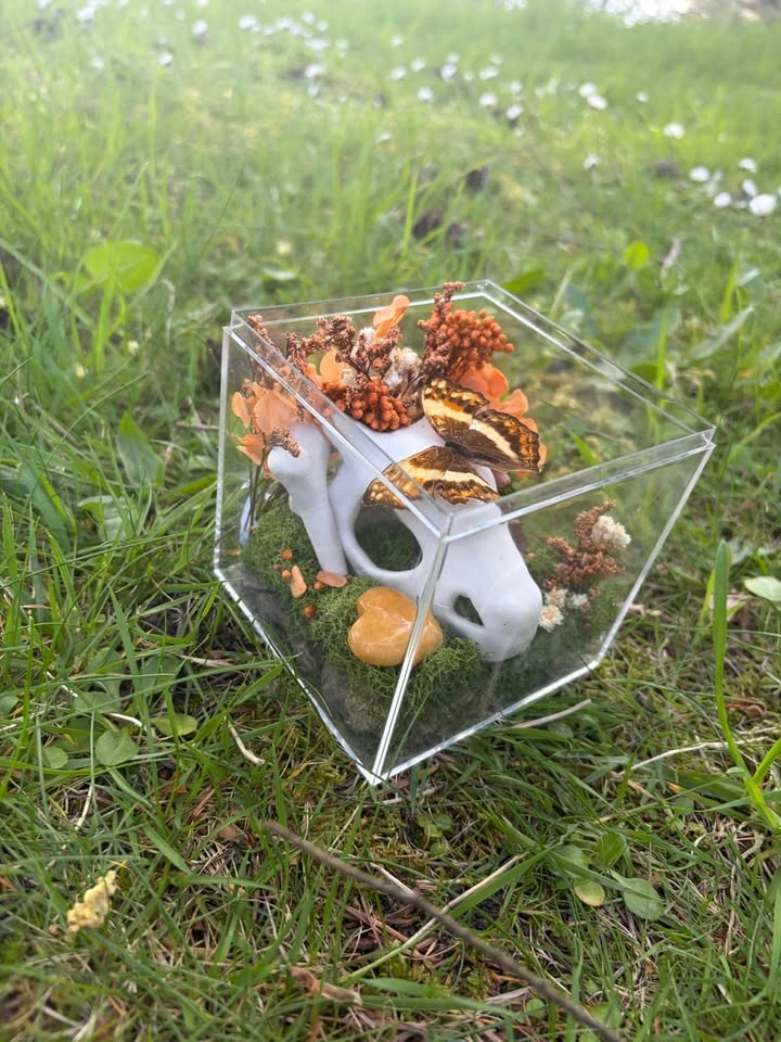 Butterfly Terrarium - Pokemon Skull