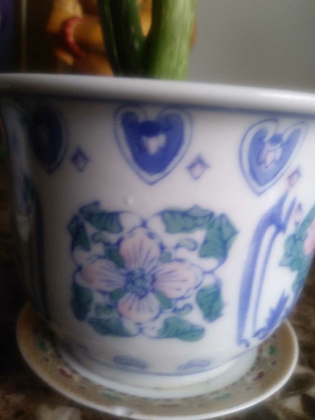 Aloe plant in 5 1/2" Ceramic Pot