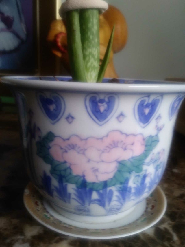 Aloe plant in 5 1/2" Ceramic Pot - photo 2