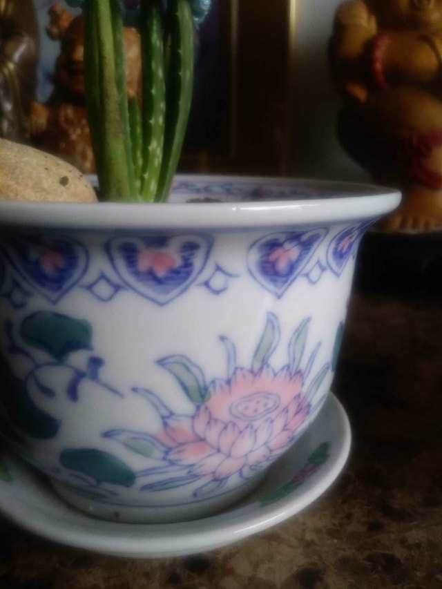Aloe plant in 5 1/2" Ceramic Pot - photo 3