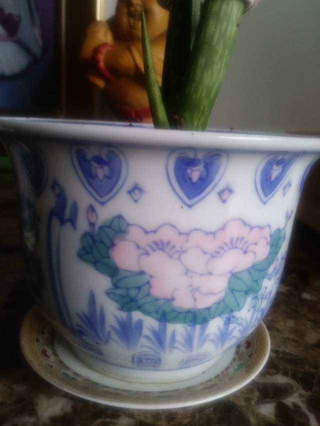 Aloe plant in 5 1/2" Ceramic Pot - photo 4