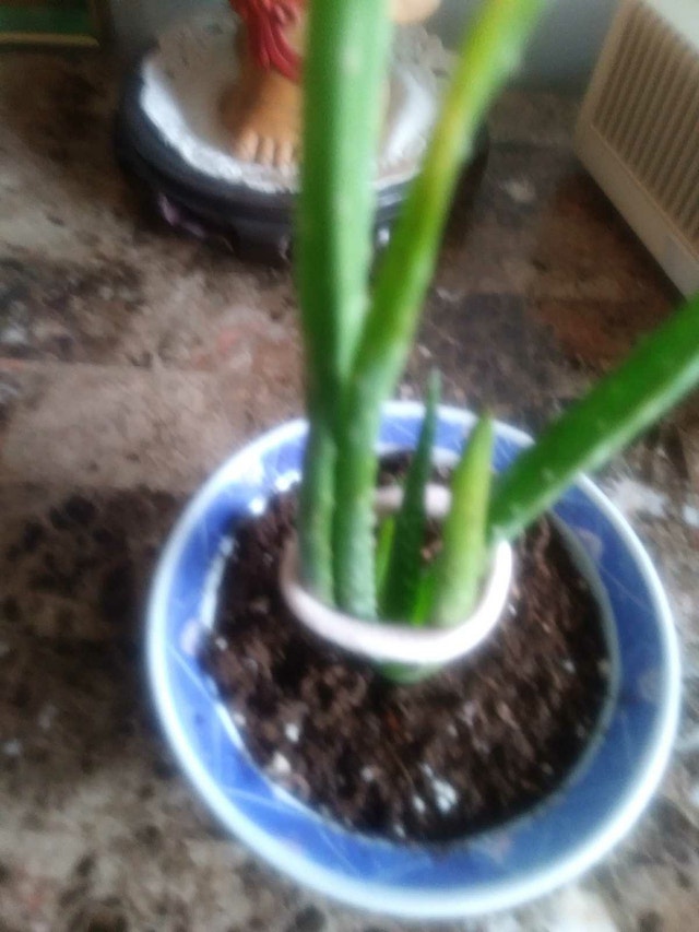 Aloe plant in 5 1/2" Ceramic Pot - photo 5