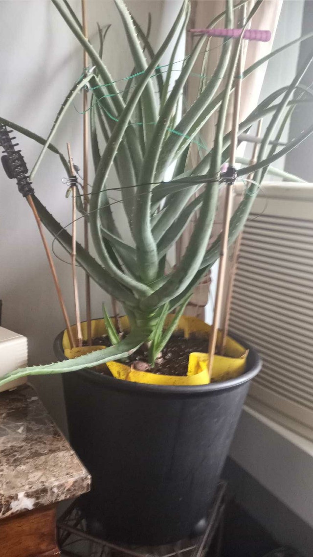 Large Aloe Plant in self-watering Ikea Planter
