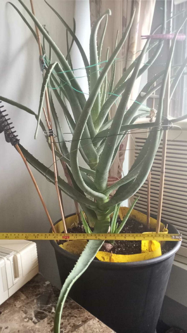 Large Aloe Plant in self-watering Ikea Planter - photo 2