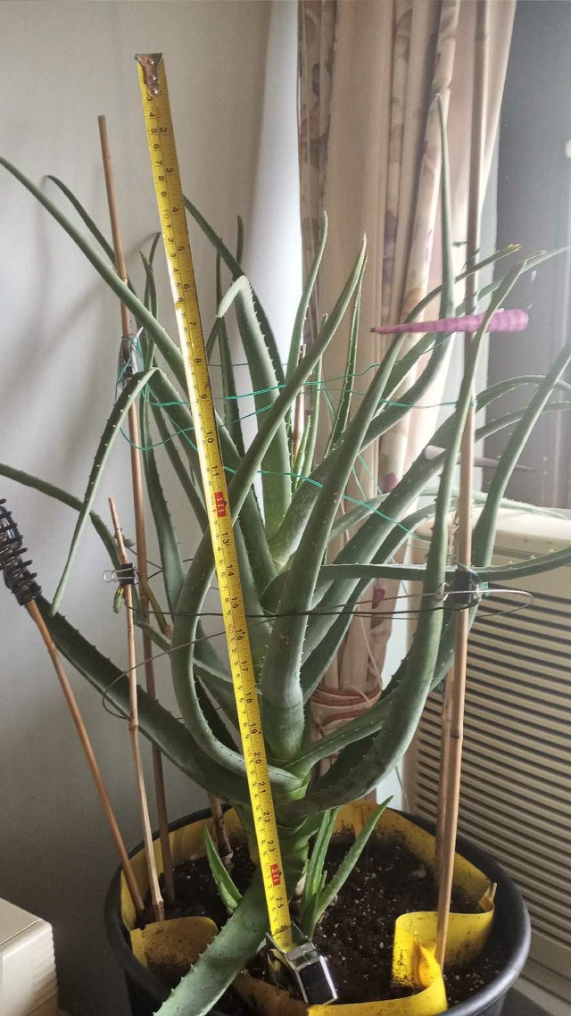 Large Aloe Plant in self-watering Ikea Planter - photo 3