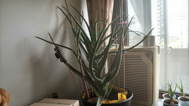 Large Aloe Plant in self-watering Ikea Planter - photo 5