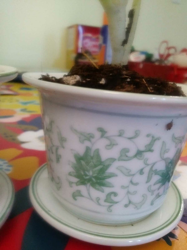 Two aloe plants in matching vintage ceramic pots