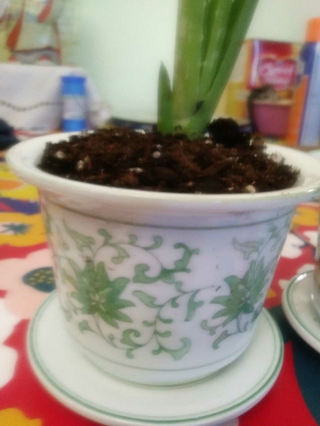 Two aloe plants in matching vintage ceramic pots - photo 2