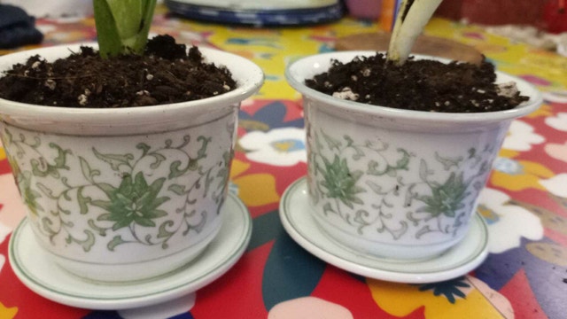 Two aloe plants in matching vintage ceramic pots - photo 4
