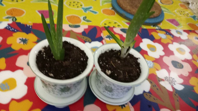Two aloe plants in matching vintage ceramic pots - photo 5