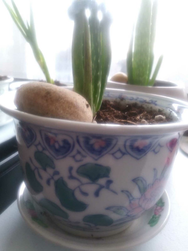 Aloe plant in 5" Ceramic Pot with matching disc