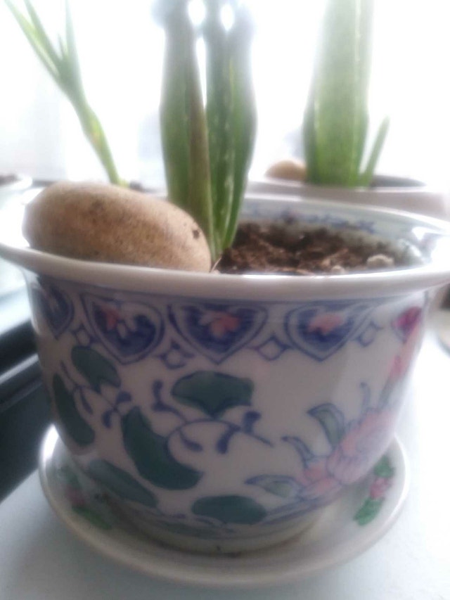 Aloe plant in 5" Ceramic Pot with matching disc - photo 2
