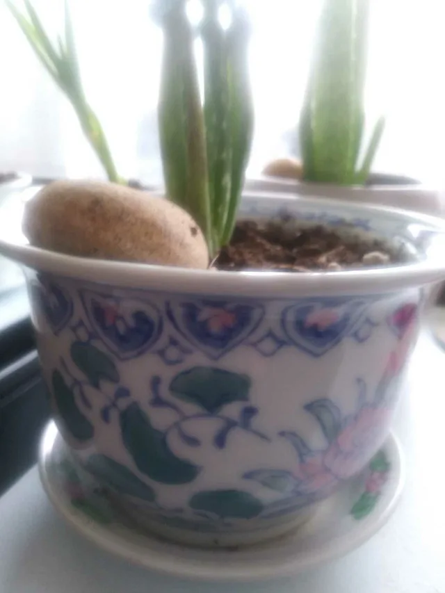 Aloe plant in 5" Ceramic Pot with matching disc - photo 2