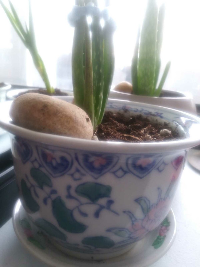 Aloe plant in 5" Ceramic Pot with matching disc - photo 3