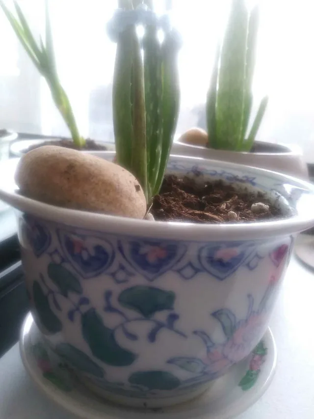 Aloe plant in 5" Ceramic Pot with matching disc - photo 3