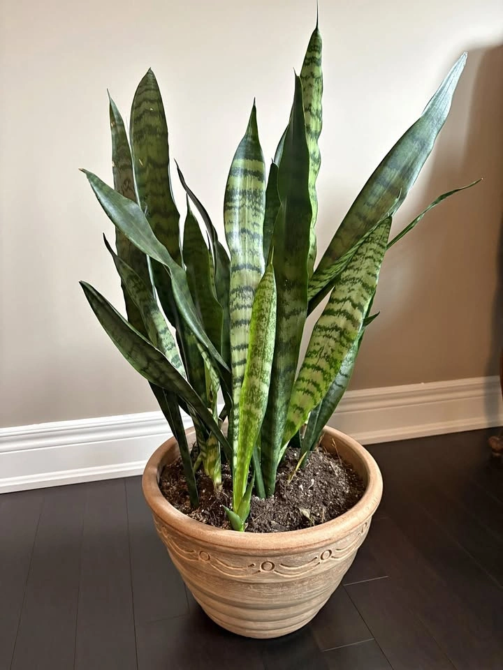 Snake Plant in Italian Terra Cotta Planter – 32” Tall – Moving S