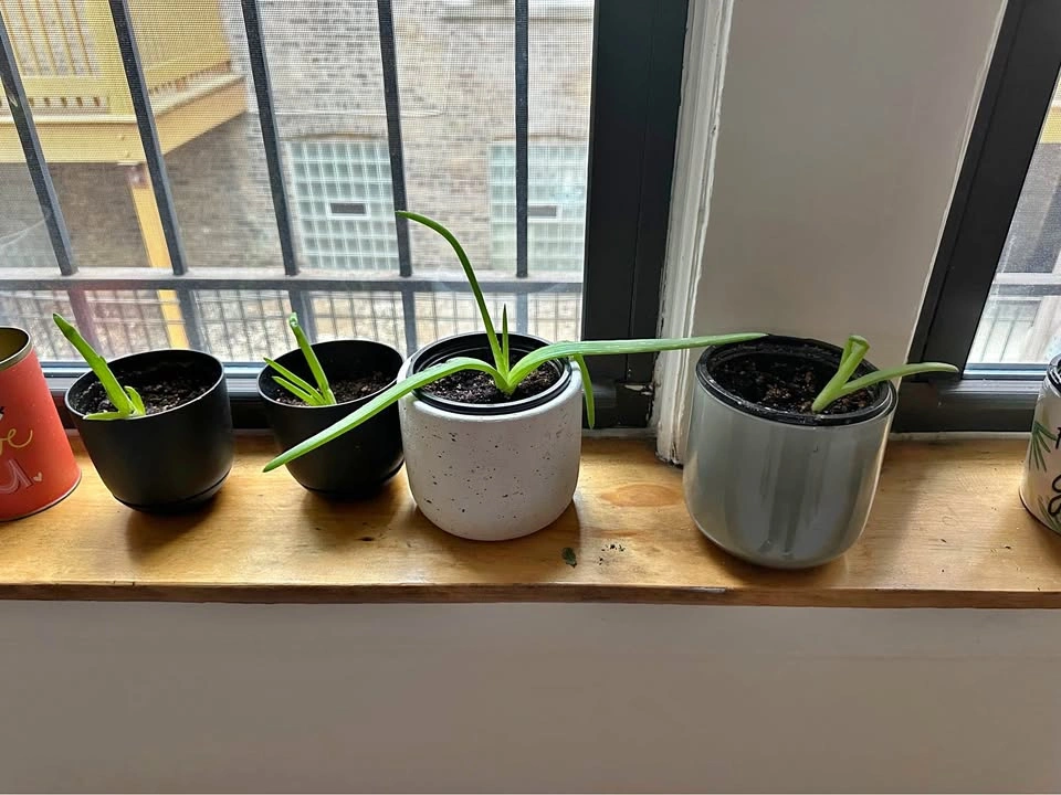 Aloe Vera Pups - Healthy & Established