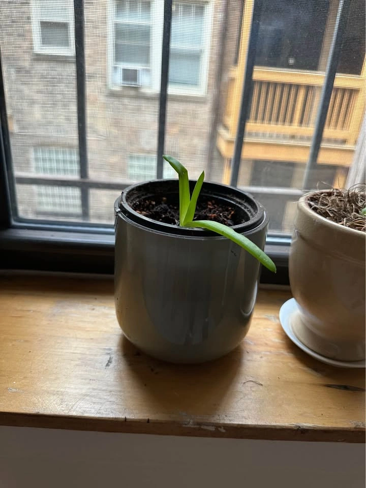 Aloe Vera Pups - Healthy & Established - photo 2