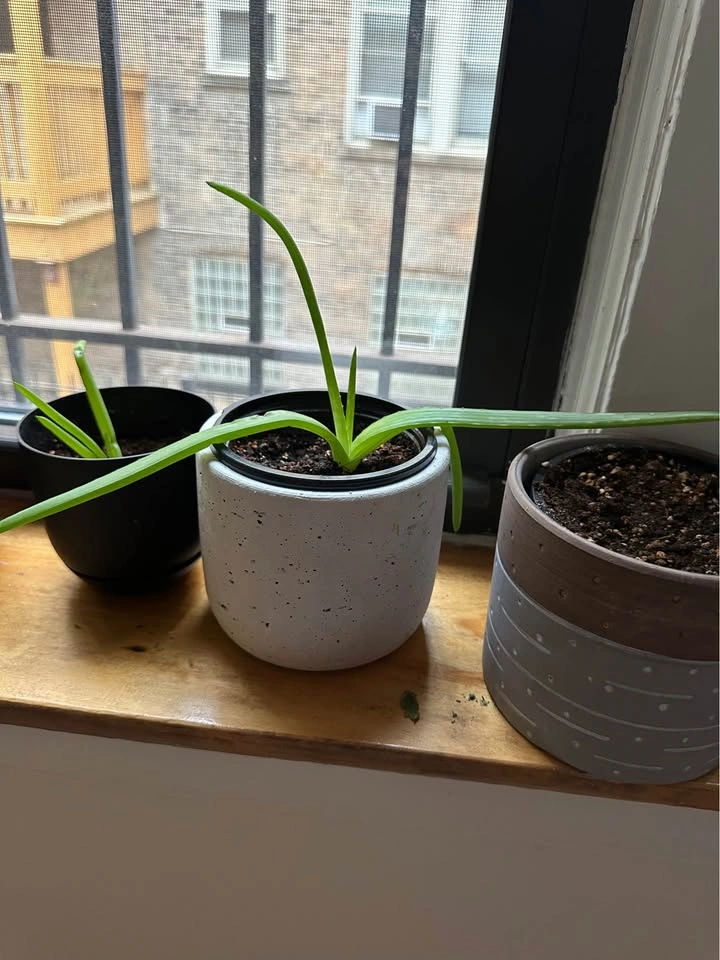 Aloe Vera Pups - Healthy & Established - photo 3