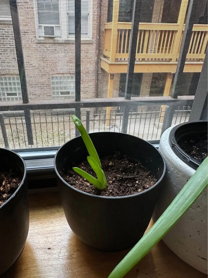 Aloe Vera Pups - Healthy & Established - photo 4