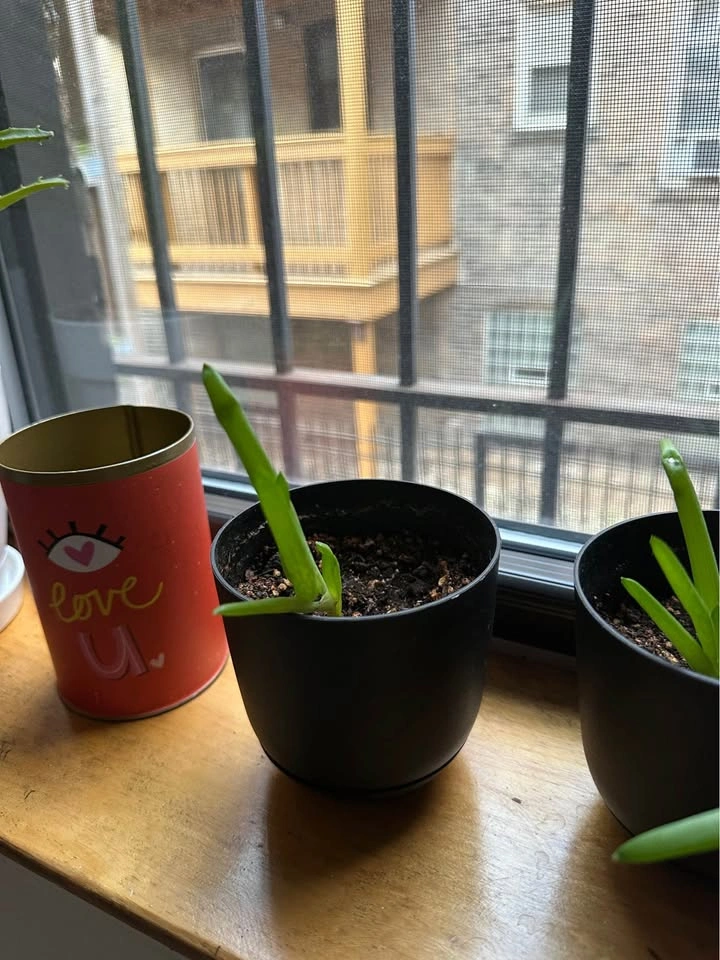 Aloe Vera Pups - Healthy & Established - photo 5