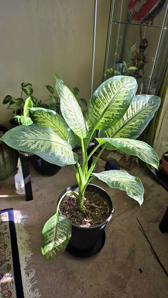 Dieffenbachia (Dumb Cane) Plant - Large (40"+) for Sale