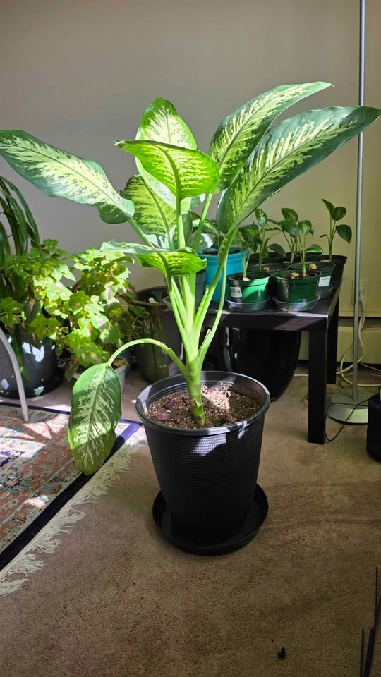 Dieffenbachia (Dumb Cane) Plant - Large (40"+) for Sale - photo 2