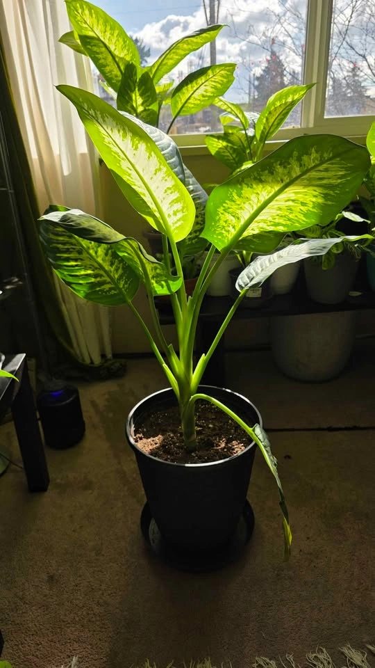 Dieffenbachia (Dumb Cane) Plant - Large (40"+) for Sale - photo 3