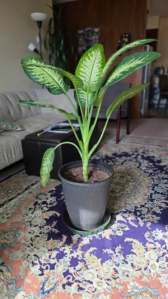 Dieffenbachia (Dumb Cane) Plant - Large (40"+) for Sale - photo 4