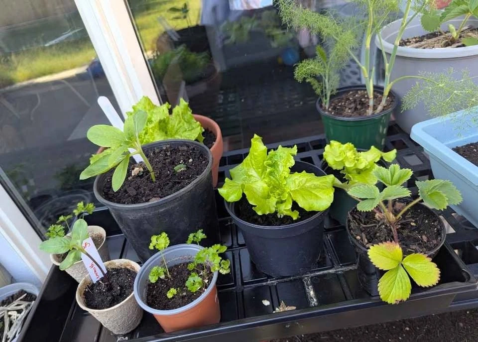 3 ft LED Growlights - photo 5