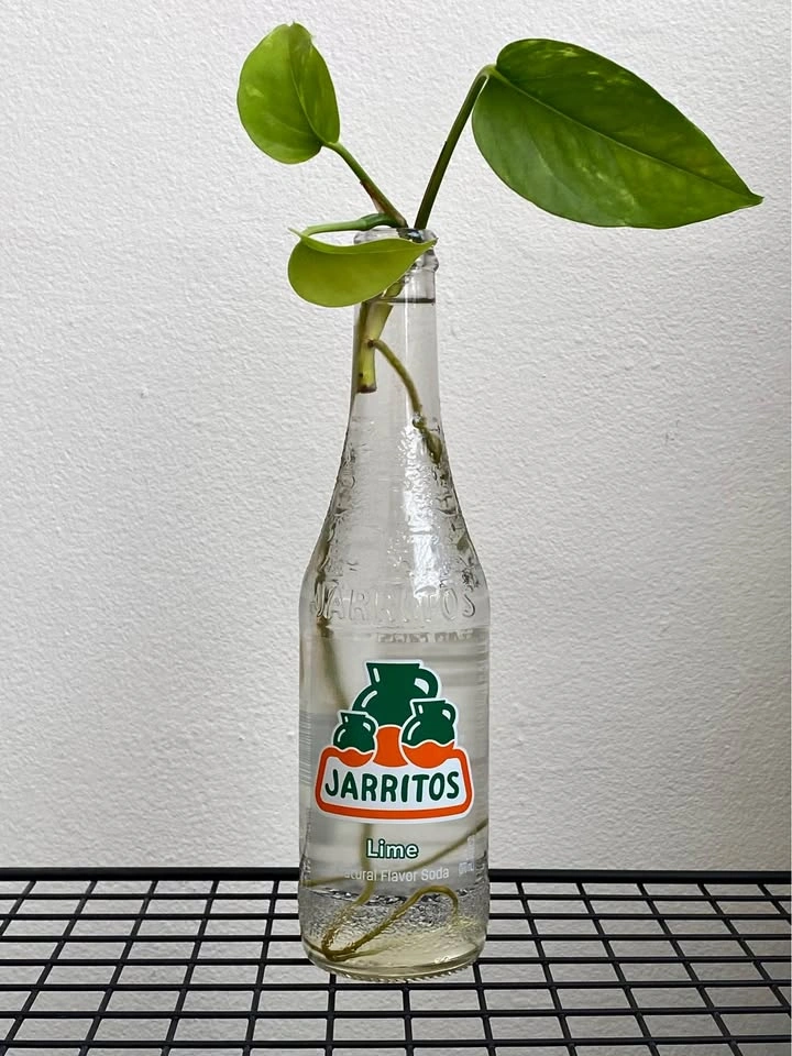 Propagated Pothos Plant and Bottle