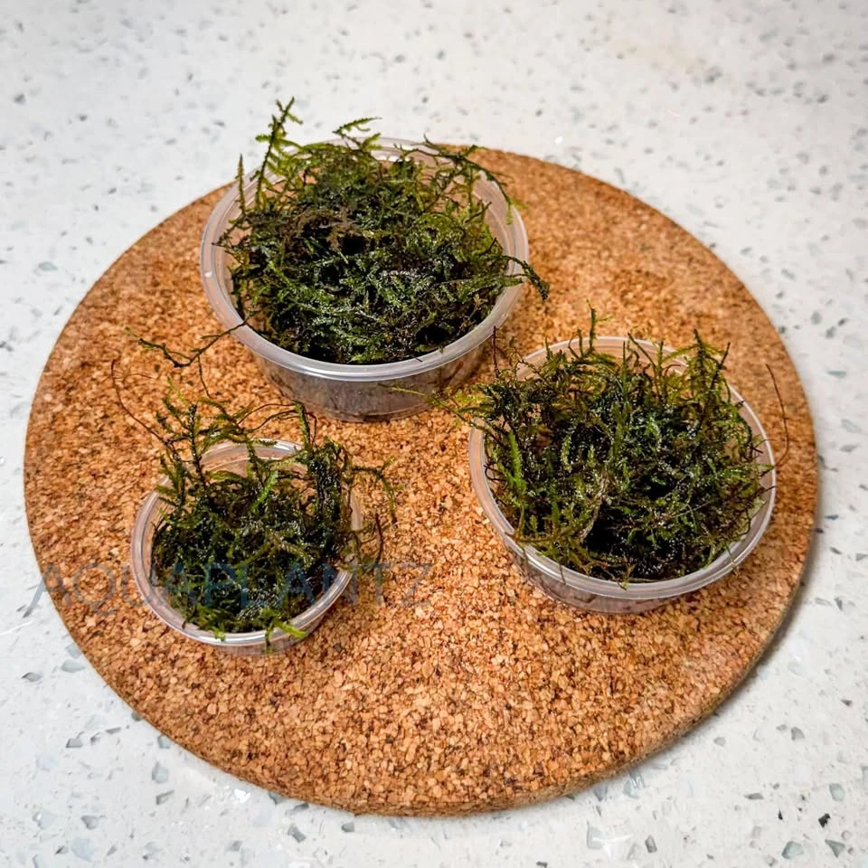 Java Moss Available – Multiple Cup Sizes