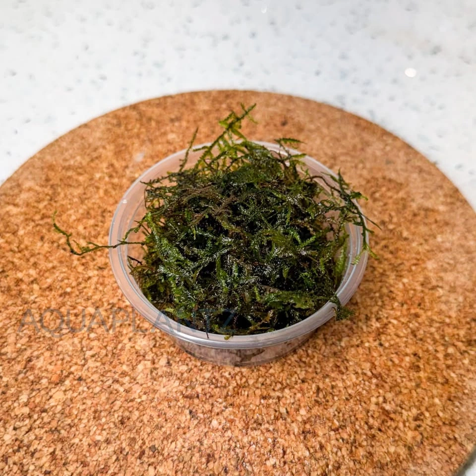 Java Moss Available – Multiple Cup Sizes - photo 2