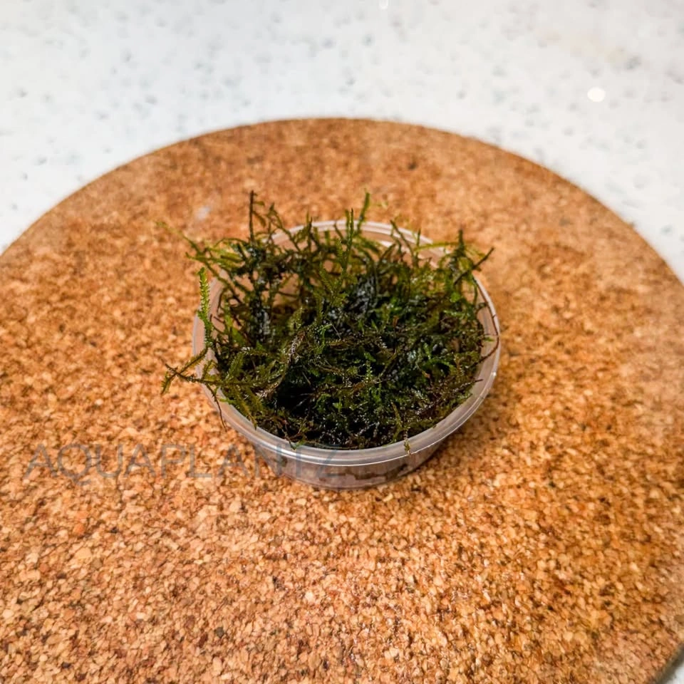 Java Moss Available – Multiple Cup Sizes - photo 3
