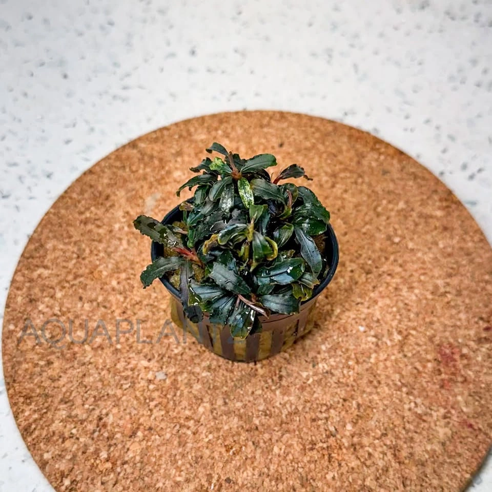 Bucephalandra Godzilla (Kedagang Red) Live Aquarium Plant