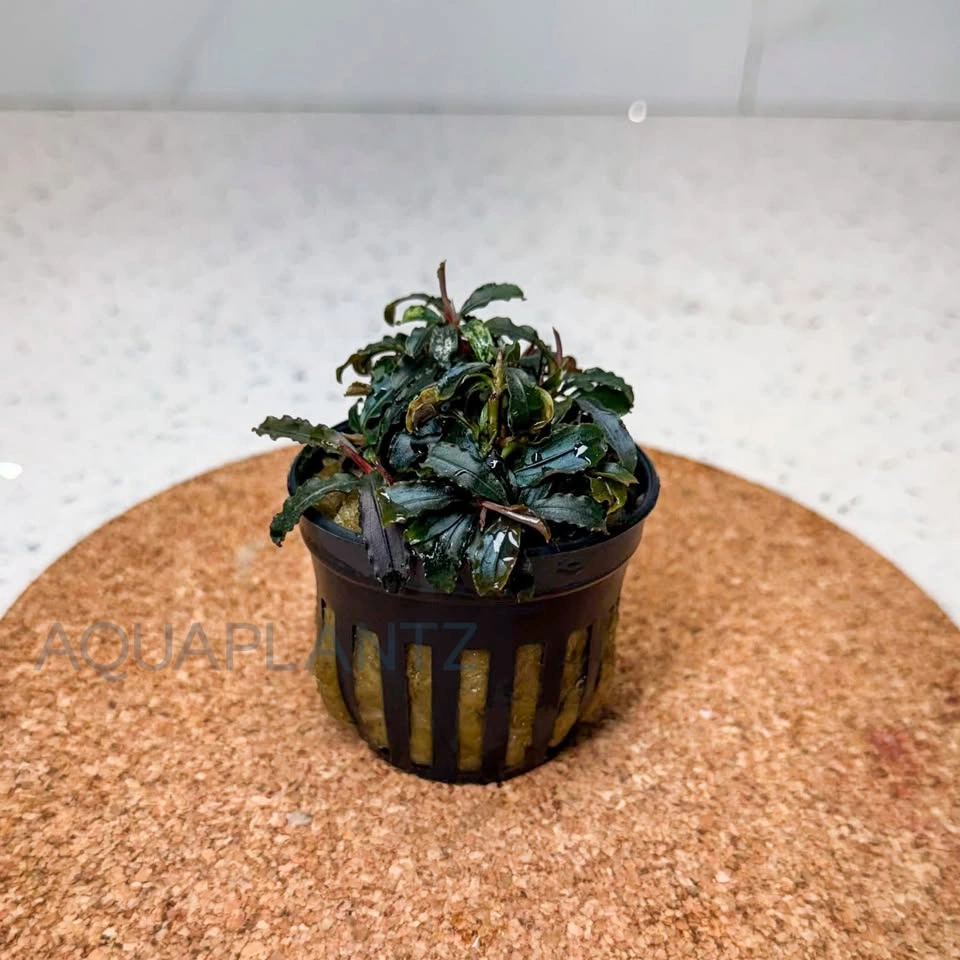 Bucephalandra Godzilla (Kedagang Red) Live Aquarium Plant - photo 2