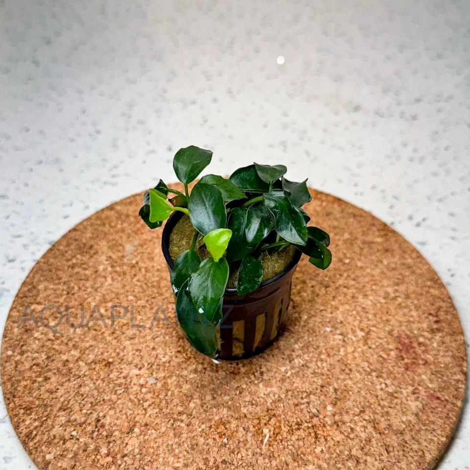 Anubias Nana Petite – Live Aquarium Plant