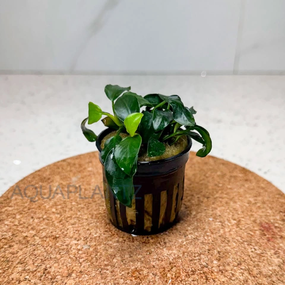 Anubias Nana Petite – Live Aquarium Plant - photo 2