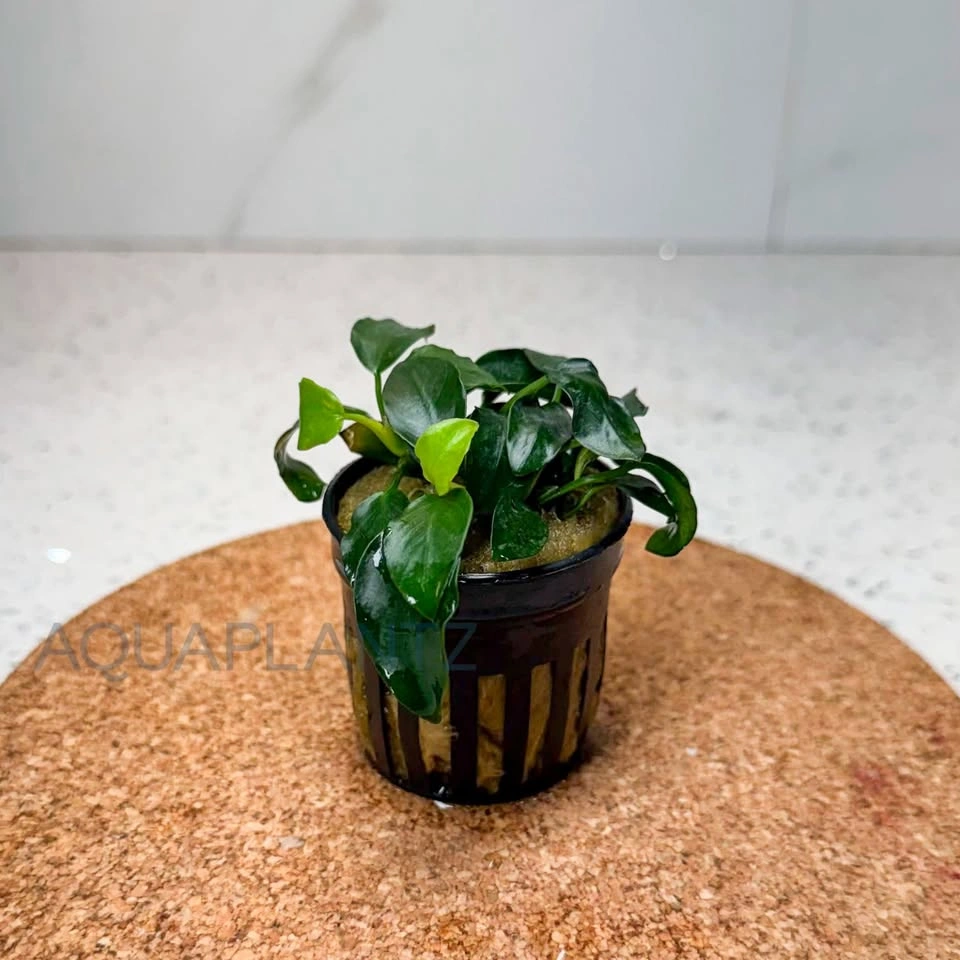 Anubias Nana Petite – Live Aquarium Plant - photo 3