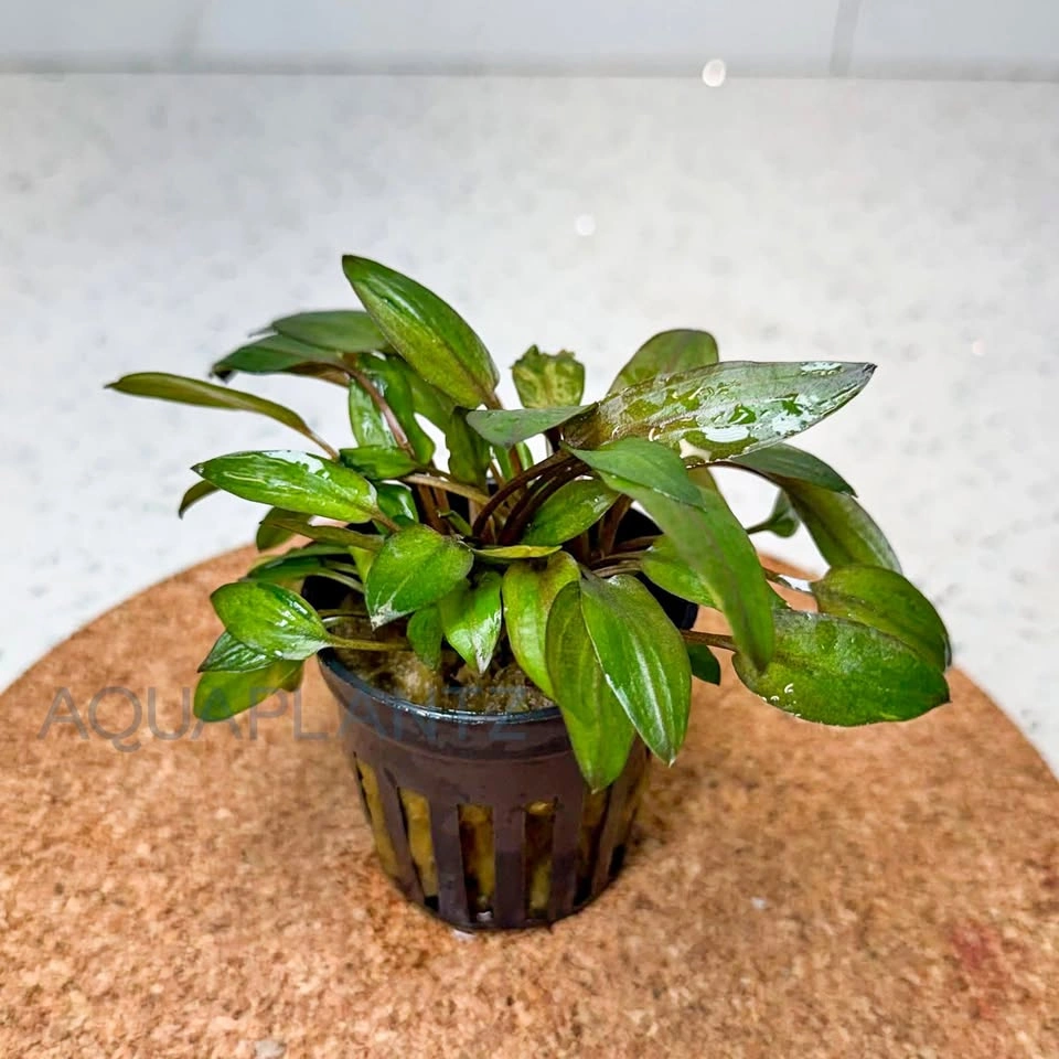 Cryptocoryne Florida Sunset – Live Aquarium Plant