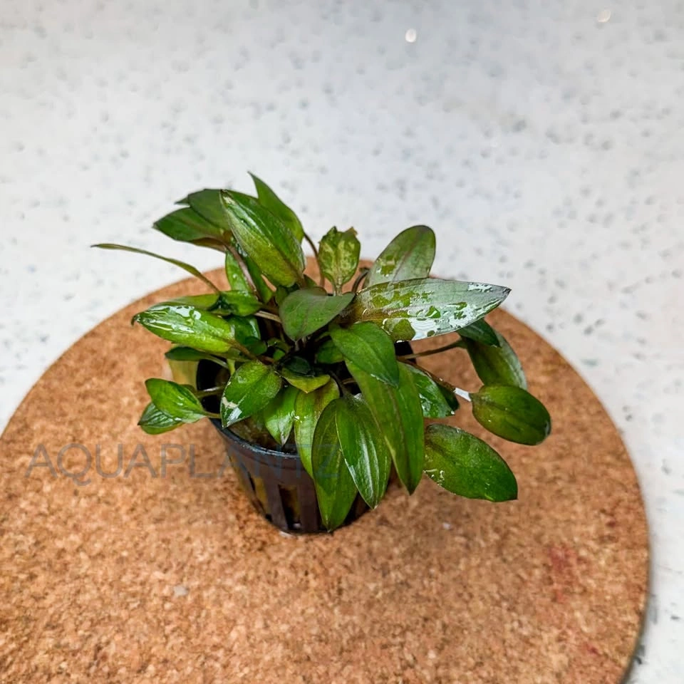 Cryptocoryne Florida Sunset – Live Aquarium Plant - photo 2