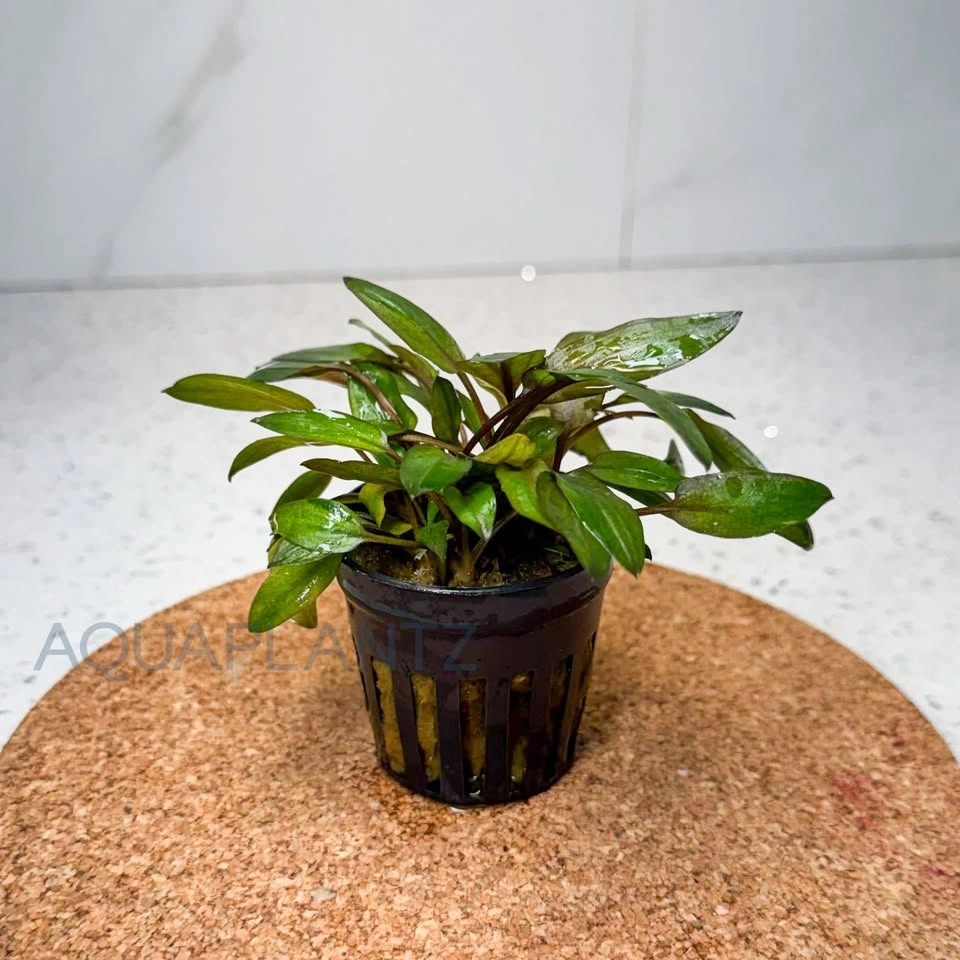 Cryptocoryne Florida Sunset – Live Aquarium Plant - photo 3