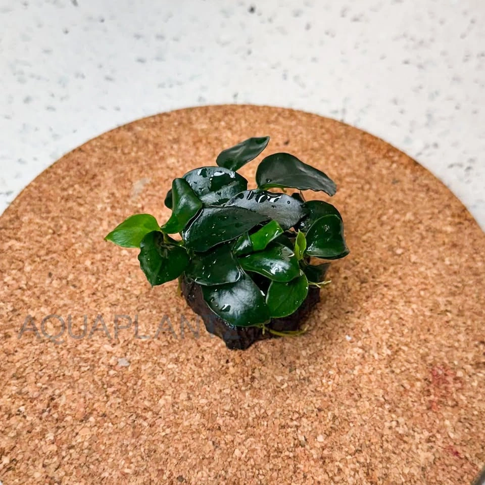 Anubias Petite on Lava Stone – Live Aquarium Plant
