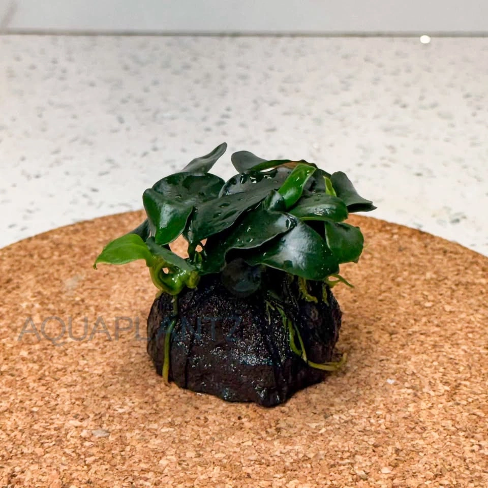 Anubias Petite on Lava Stone – Live Aquarium Plant - photo 2